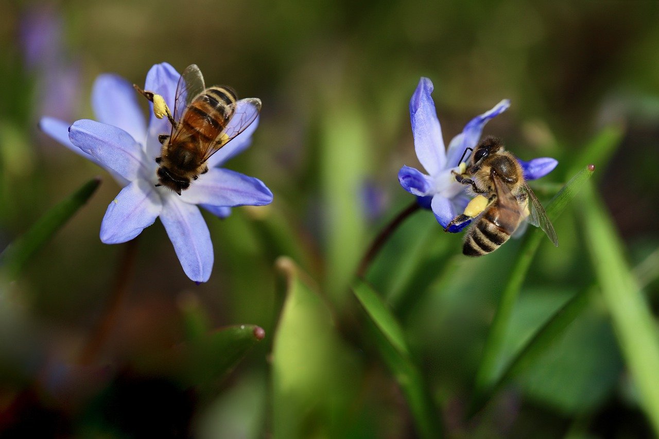 The Effect of Climate Change on Bee’s Foraging Patterns